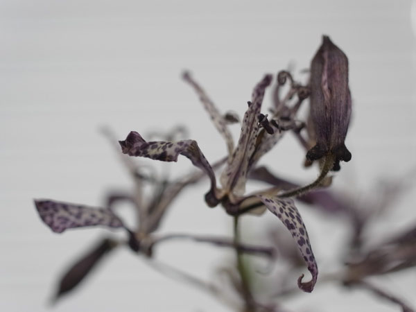 f:id:elmikamino:20101224141723j:image