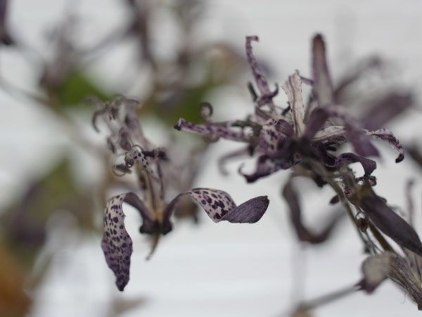 f:id:elmikamino:20101224141724j:image