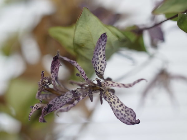 f:id:elmikamino:20101224141725j:image