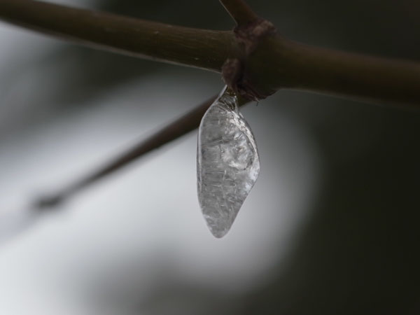 f:id:elmikamino:20101226121928j:image