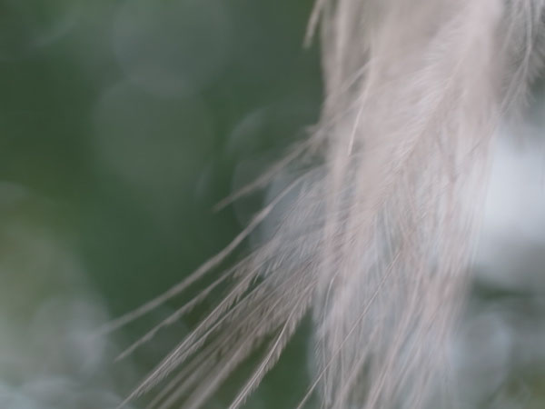 f:id:elmikamino:20101226121929j:image