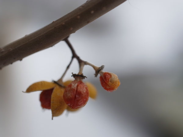 f:id:elmikamino:20101226121931j:image