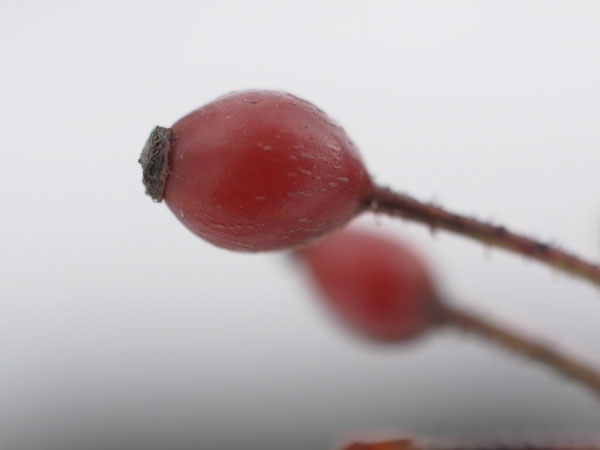 f:id:elmikamino:20101226121935j:image