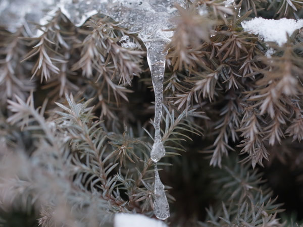 f:id:elmikamino:20101226121950j:image