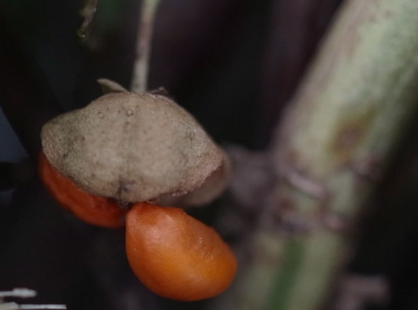 f:id:elmikamino:20101226121951j:image