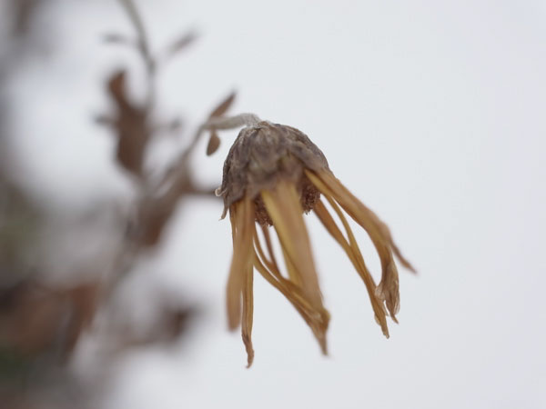 f:id:elmikamino:20101226121952j:image