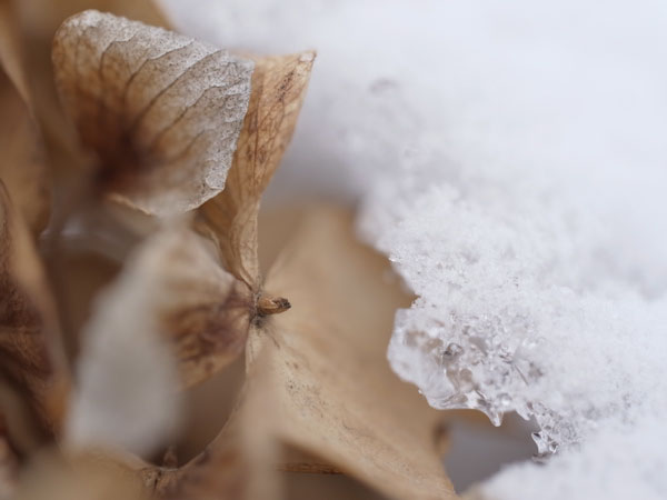 f:id:elmikamino:20101226121959j:image