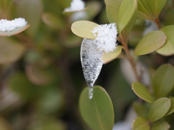 f:id:elmikamino:20101226122005j:image