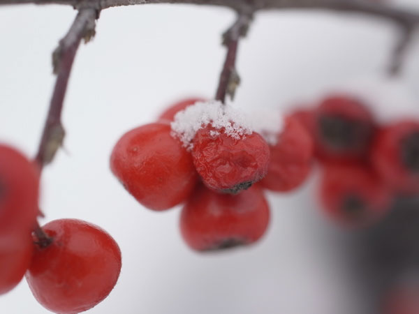 f:id:elmikamino:20101226122007j:image