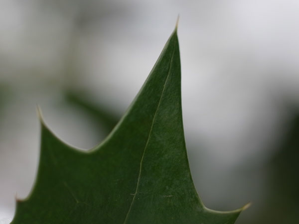 f:id:elmikamino:20101226122011j:image