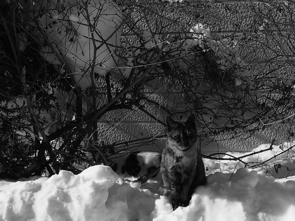 f:id:elmikamino:20110203114510j:image