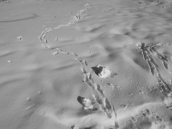 f:id:elmikamino:20110203114518j:image