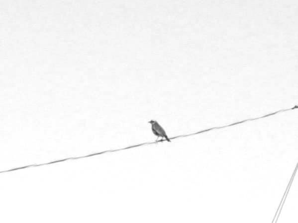 f:id:elmikamino:20110203114519j:image