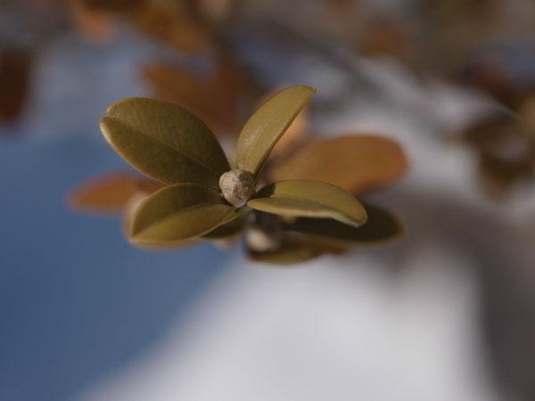 f:id:elmikamino:20110203114520j:image