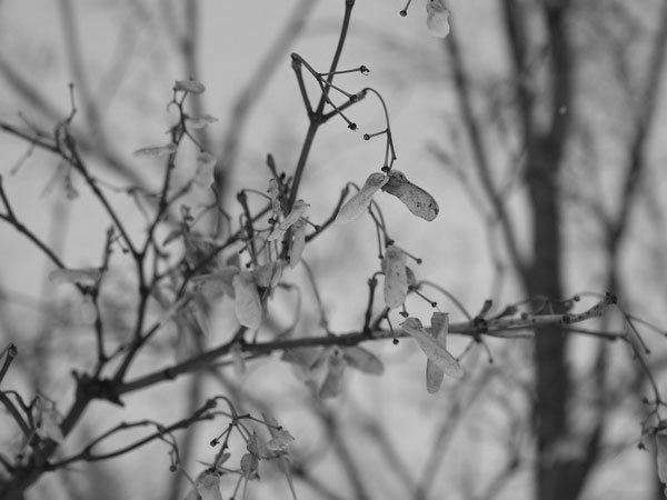 f:id:elmikamino:20110208104223j:image