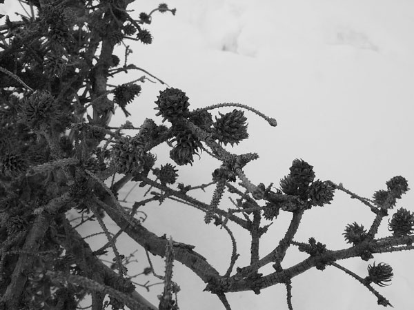 f:id:elmikamino:20110208104227j:image