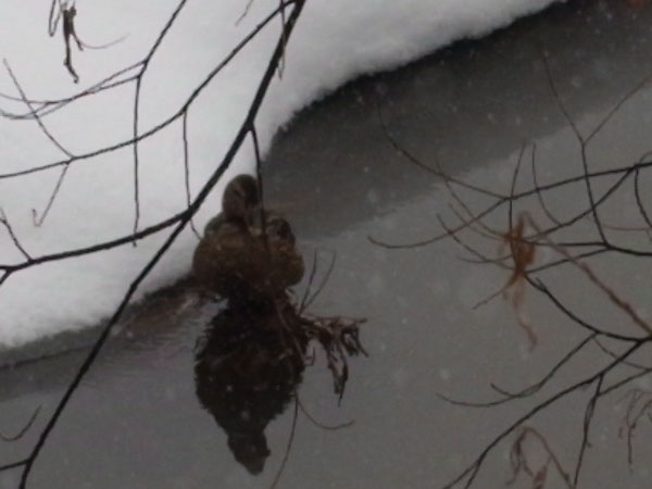 f:id:elmikamino:20110218141438j:image