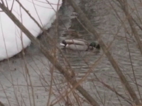 f:id:elmikamino:20110218141455j:image