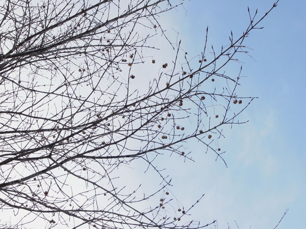 f:id:elmikamino:20110227221728j:image