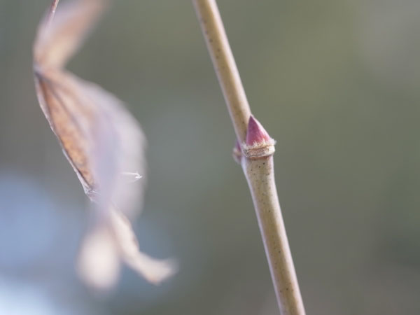 f:id:elmikamino:20110302125555j:image f:id:elmikamino:20110302125555j:image