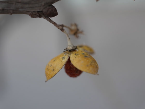 f:id:elmikamino:20110302125556j:image f:id:elmikamino:20110302125556j:image