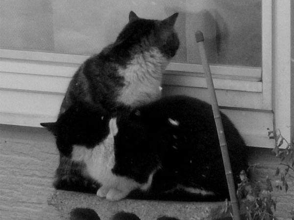 f:id:elmikamino:20110302144043j:image f:id:elmikamino:20110302144043j:image