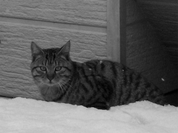 f:id:elmikamino:20110302144044j:image f:id:elmikamino:20110302144044j:image