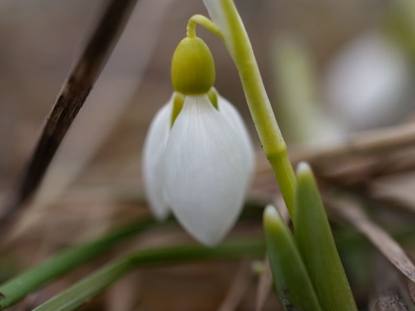 f:id:elmikamino:20110322000237j:image f:id:elmikamino:20110322000237j:image