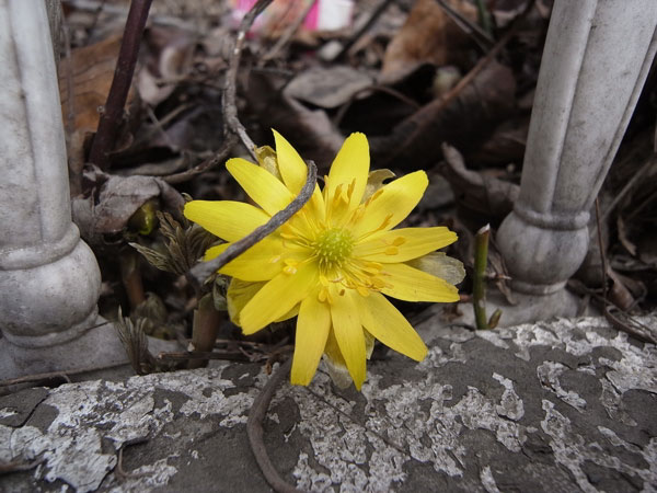 f:id:elmikamino:20110322000238j:image