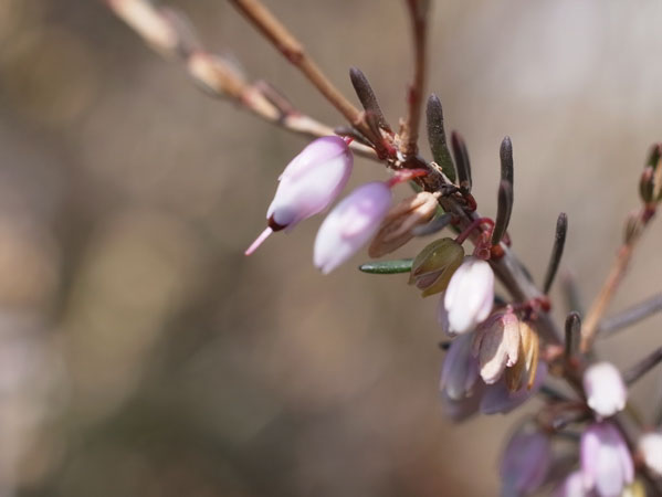f:id:elmikamino:20110327172240j:image