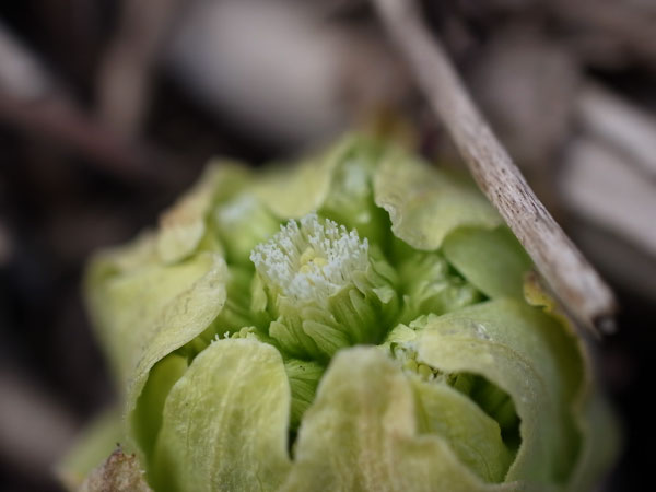f:id:elmikamino:20110330174248j:image