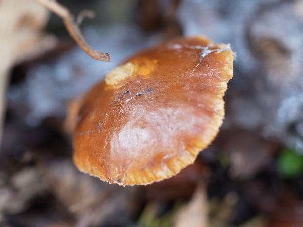 f:id:elmikamino:20110330174250j:image