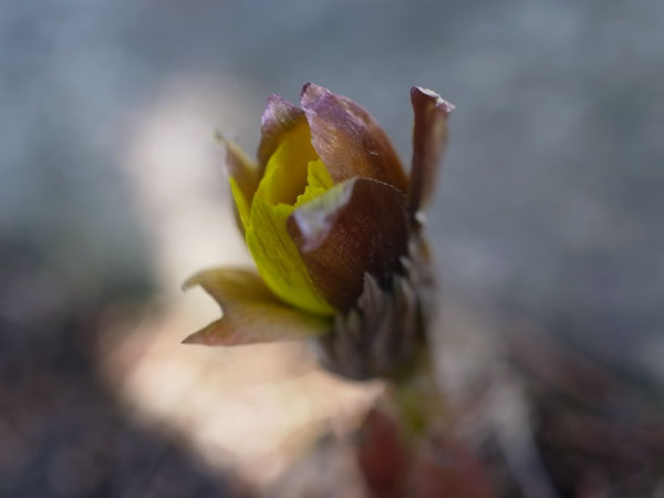 f:id:elmikamino:20110405151241j:image