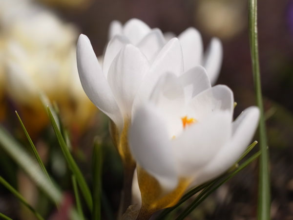 f:id:elmikamino:20110405151242j:image f:id:elmikamino:20110405151242j:image