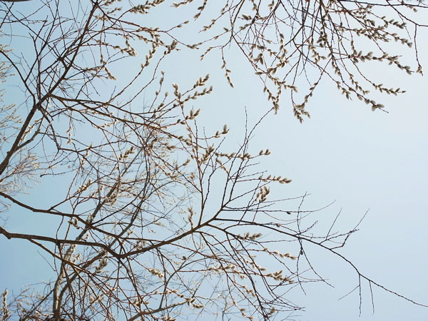 f:id:elmikamino:20110405151243j:image