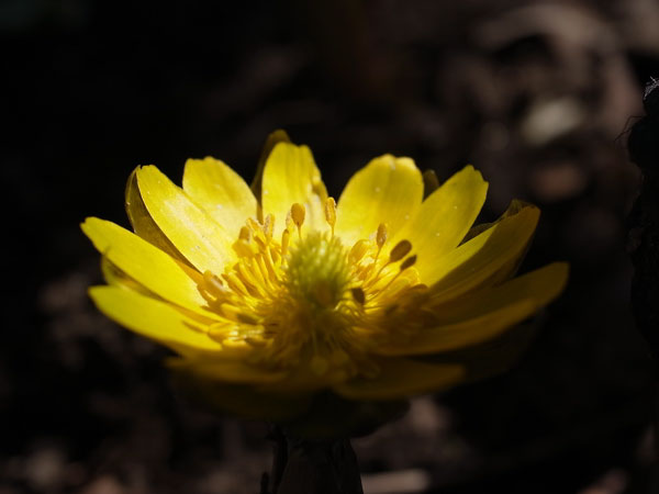 f:id:elmikamino:20110406124914j:image