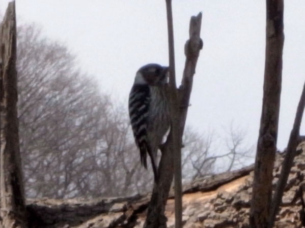 f:id:elmikamino:20110411135520j:image f:id:elmikamino:20110411135520j:image