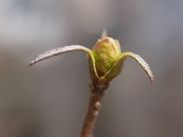f:id:elmikamino:20110411135521j:image f:id:elmikamino:20110411135521j:image