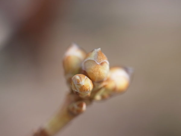 f:id:elmikamino:20110411135524j:image f:id:elmikamino:20110411135524j:image