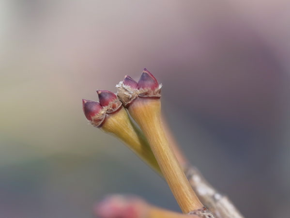 f:id:elmikamino:20110411135525j:image f:id:elmikamino:20110411135525j:image