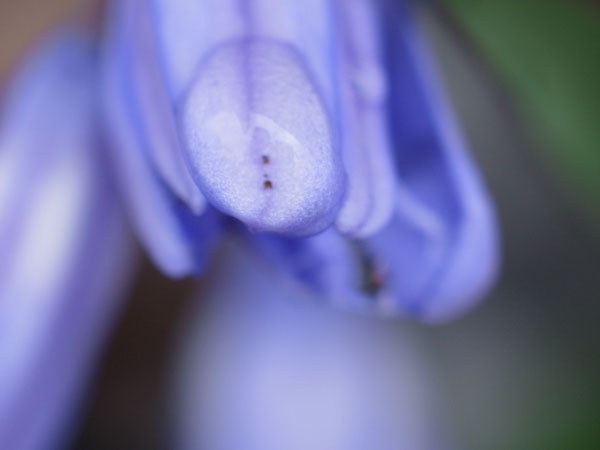 f:id:elmikamino:20110417112015j:image