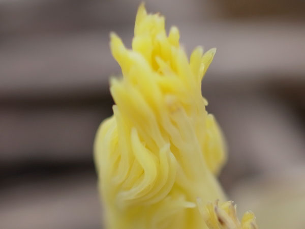 f:id:elmikamino:20110417112016j:image