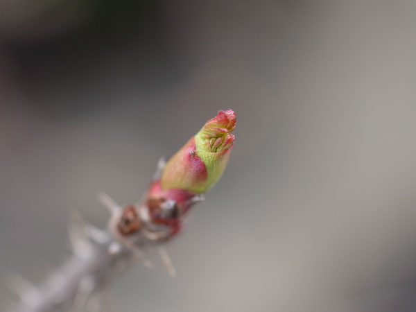 f:id:elmikamino:20110417112018j:image