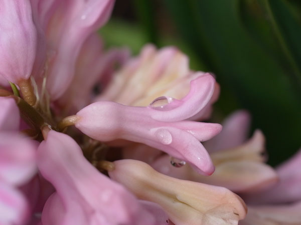 f:id:elmikamino:20110417112019j:image