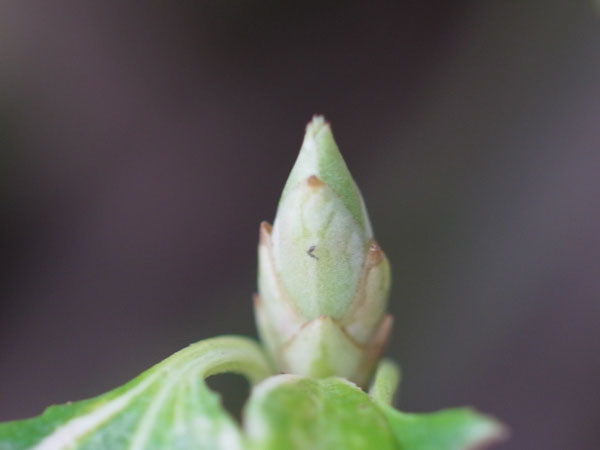 f:id:elmikamino:20110417112020j:image
