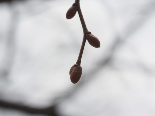 f:id:elmikamino:20110417112021j:image