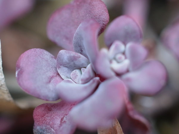 f:id:elmikamino:20110417112025j:image