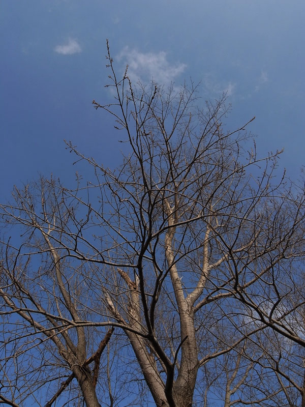 f:id:elmikamino:20110420174717j:image