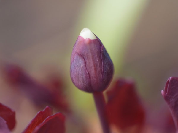 f:id:elmikamino:20110422101005j:image