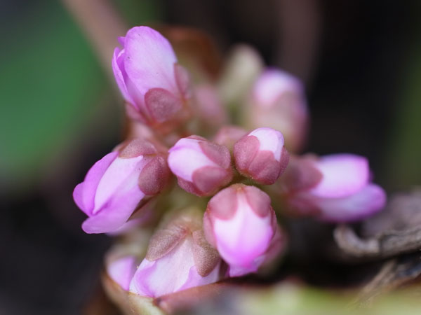 f:id:elmikamino:20110422101109j:image